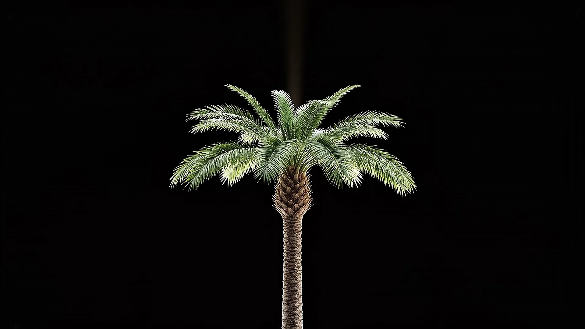 Palm Tree Animation